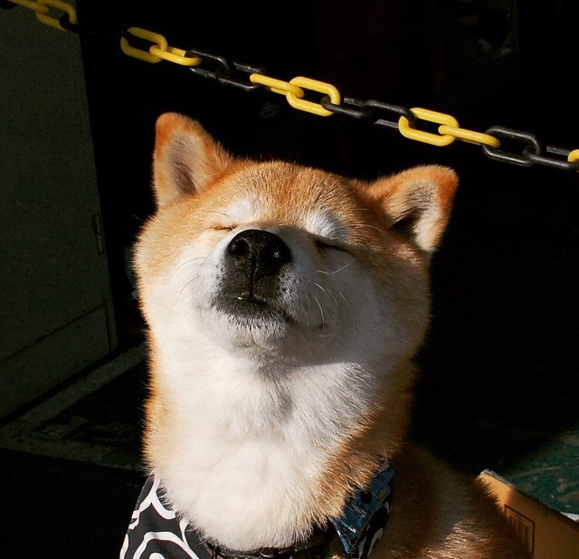 自行车环法赛：挑战极限的骑行传奇，环法自行车比赛规则