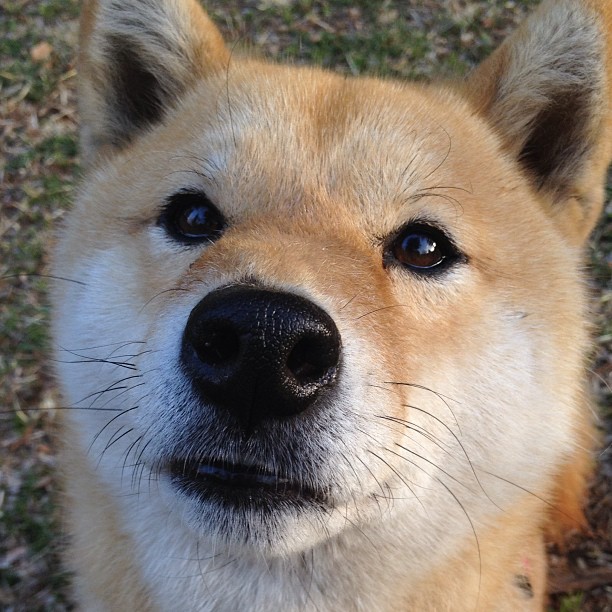 爱游戏在线-西甲战术深度升级，精彩瞬间不断，球迷陶醉其中，西甲最强