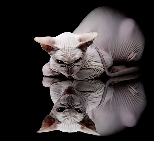 车坛“黄金十年”：那些辉煌的赛季，车坛十大经典车型