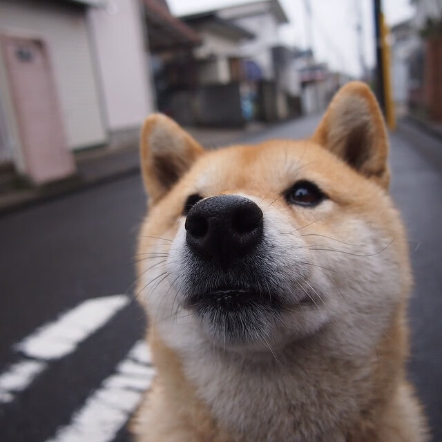 爱游戏在线服务-F1巴西站落幕，维斯塔潘再夺分站冠军，f1赛车巴西站