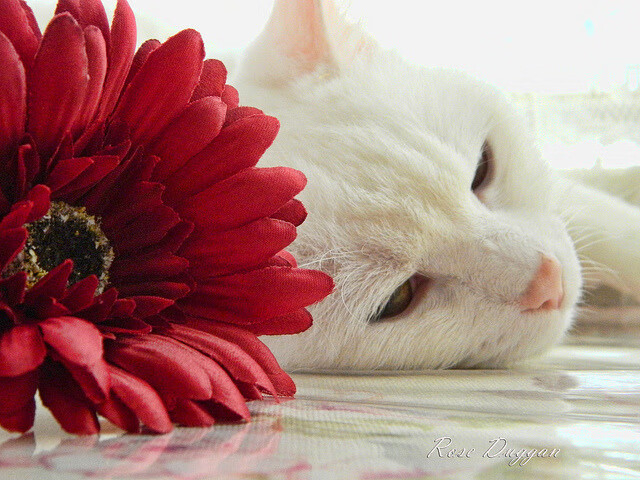 爱游戏内容中心-创造奇迹！欧国联比赛球员展现实力，欧国联比赛集锦