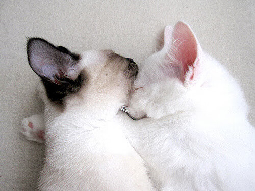 体育课程数字化资源整合策略研究，体育数字化转型存在的问题