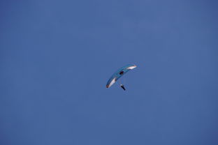 爱游戏官网下载-全国青少年水上滑翔锦标赛天津盛大开幕，水上滑翔机价格