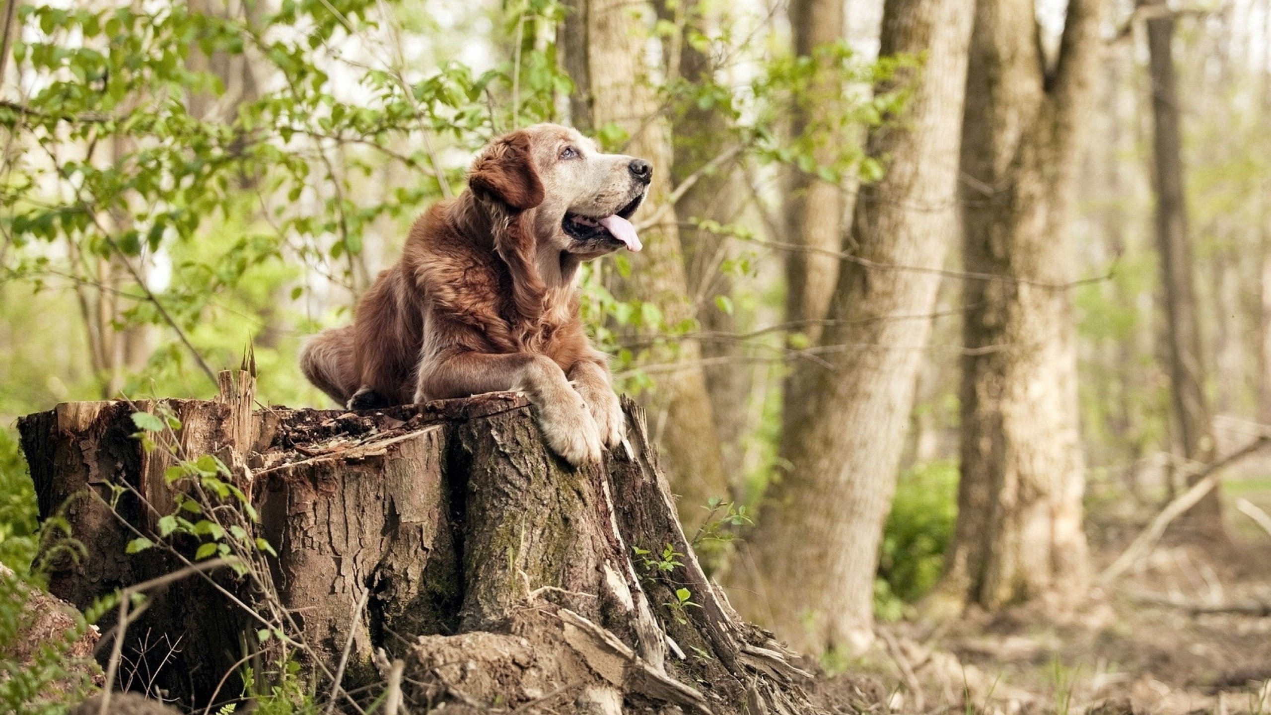 国足比赛对阵数据统计，国足胜负统计