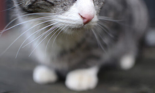 爱游戏赛事中心-西甲青训体系融入心理压力管理提升技术稳定性，西甲青训最好的俱乐部