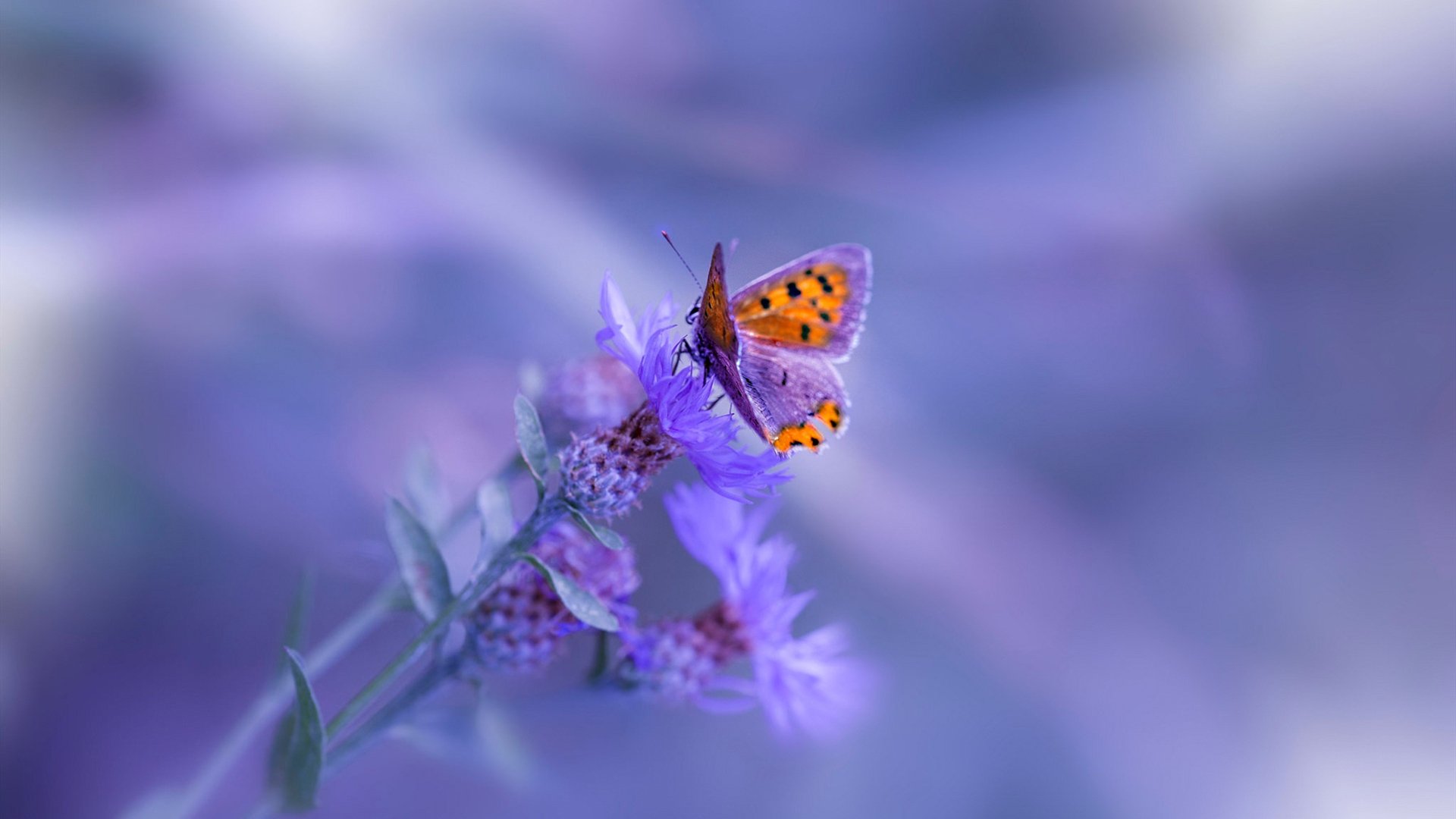 亚冠联赛中国队爆冷 球迷呼吁调整阵容，亚冠联赛2021中国球队